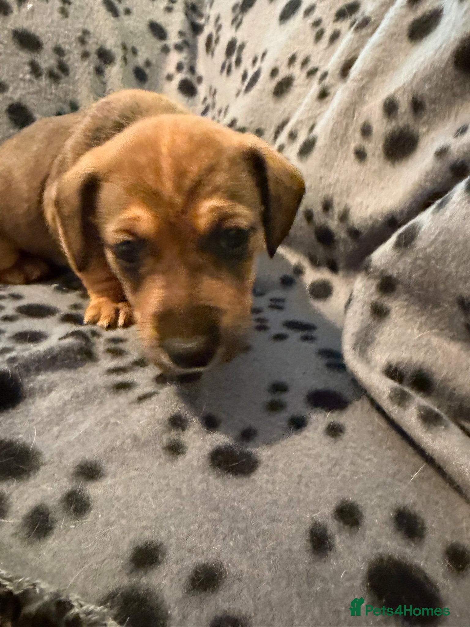 Mixed Breed dogs Unique mixed breed - Advert 3