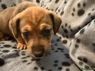 Mixed Breed dogs Unique mixed breed - Advert 2