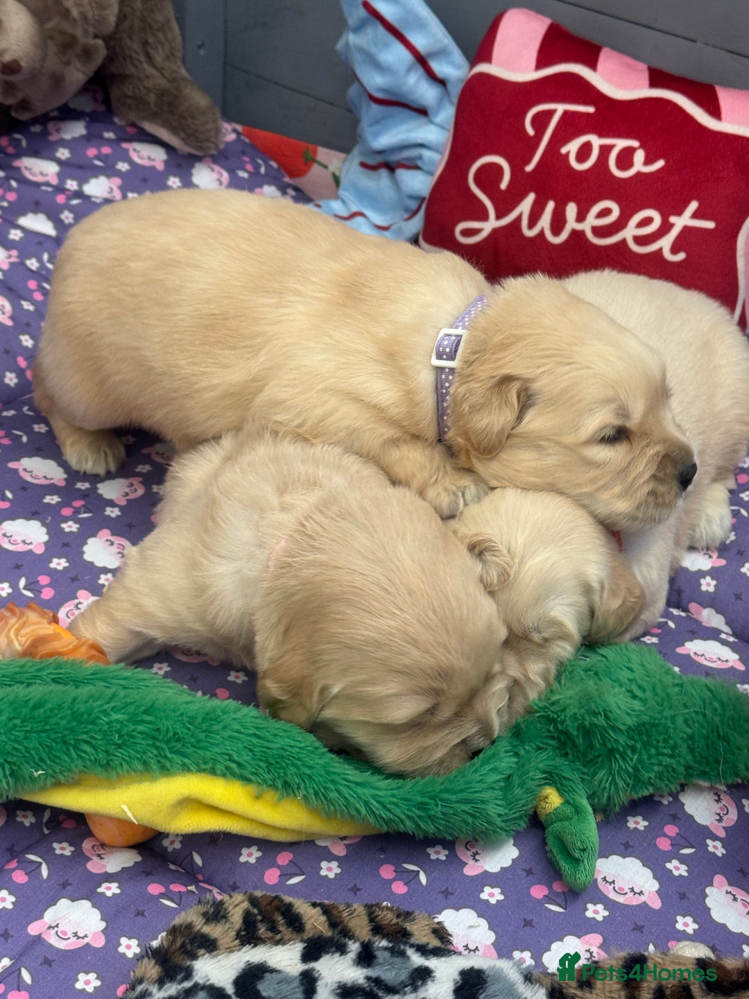 Golden Retriever dogs for sale: Top Class KC registered Golden Retrievers  - Advert 8