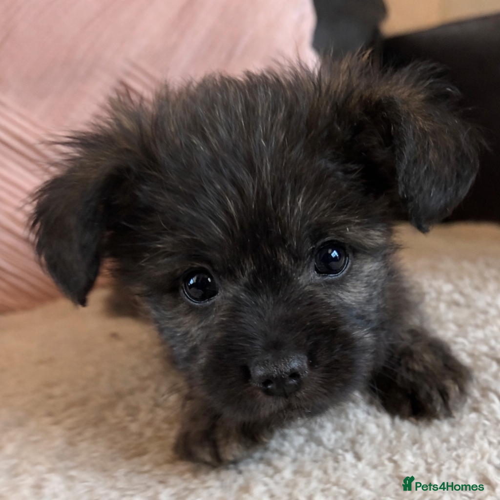 Mixed Breed dogs Frenchie-Poos - Advert 1