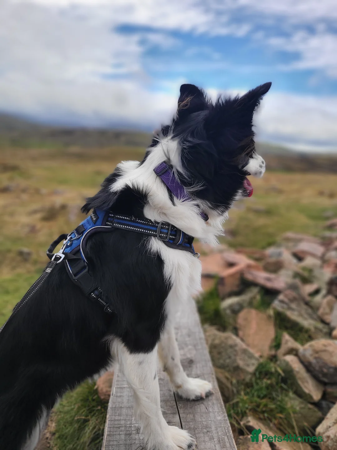 Border Collie dogs for sale: Beautiful 3 year old female border collie in Cambridge - Advert 2