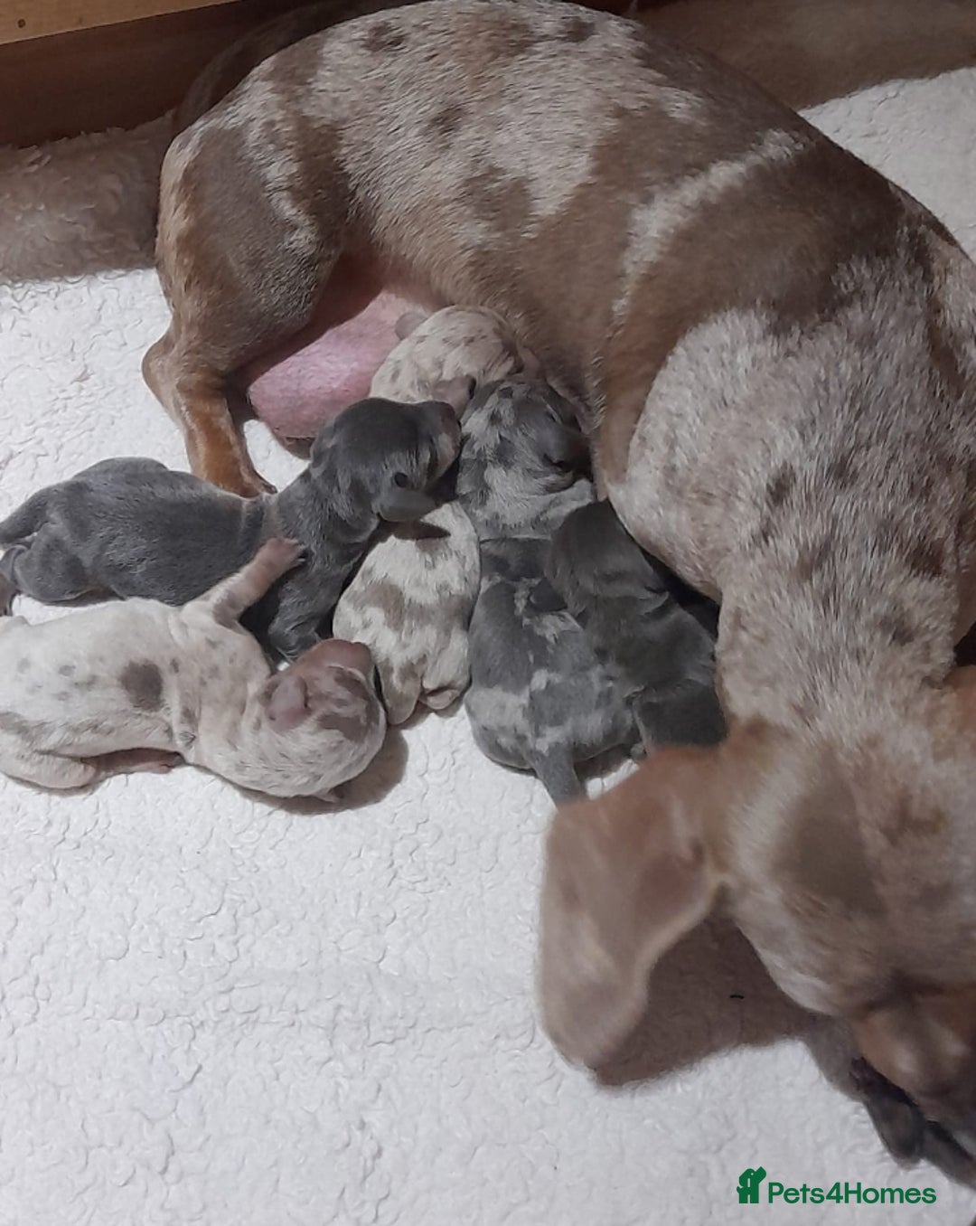 Miniature Dachshund dogs for sale: 6 Miniature dacshund puppies  - Advert 6