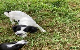 Mixed Breed dogs for sale: Border collie cross puppies  - Image 1