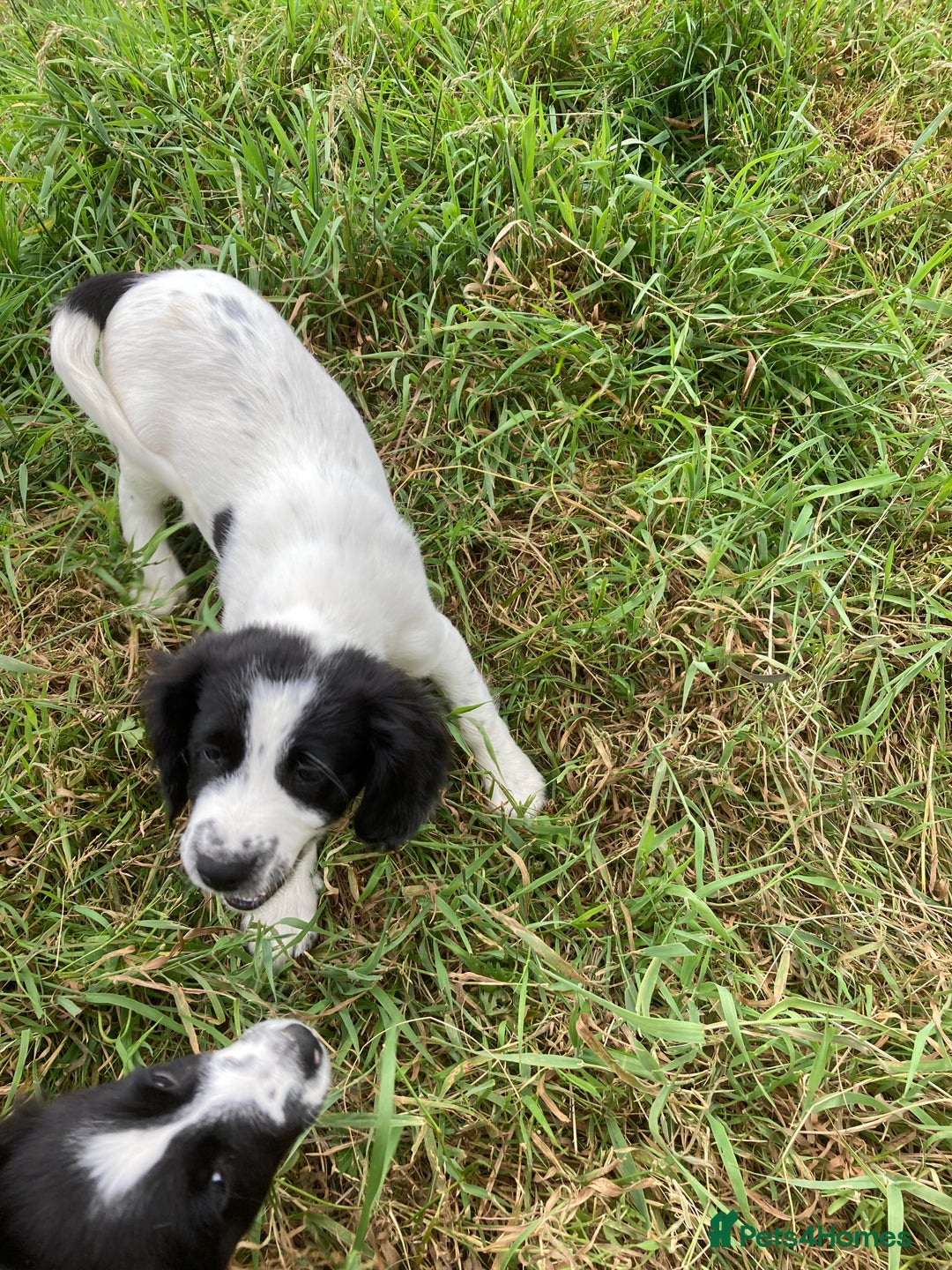 Mixed Breed dogs for sale: Border collie cross puppies  - Image 1