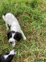 Mixed Breed dogs - Advert 9