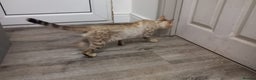 Bengal cats for stud: Seal lynx Snow bengal stud in Hockley - Advert 3
