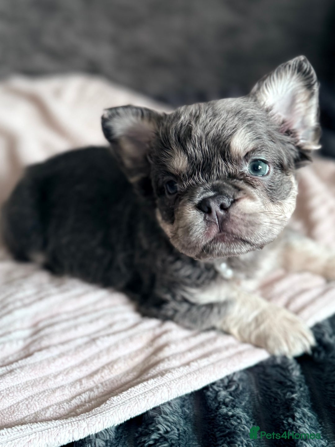 French Bulldog dogs for sale: FLUFFY FRENCH BULLDOGS - Image 11