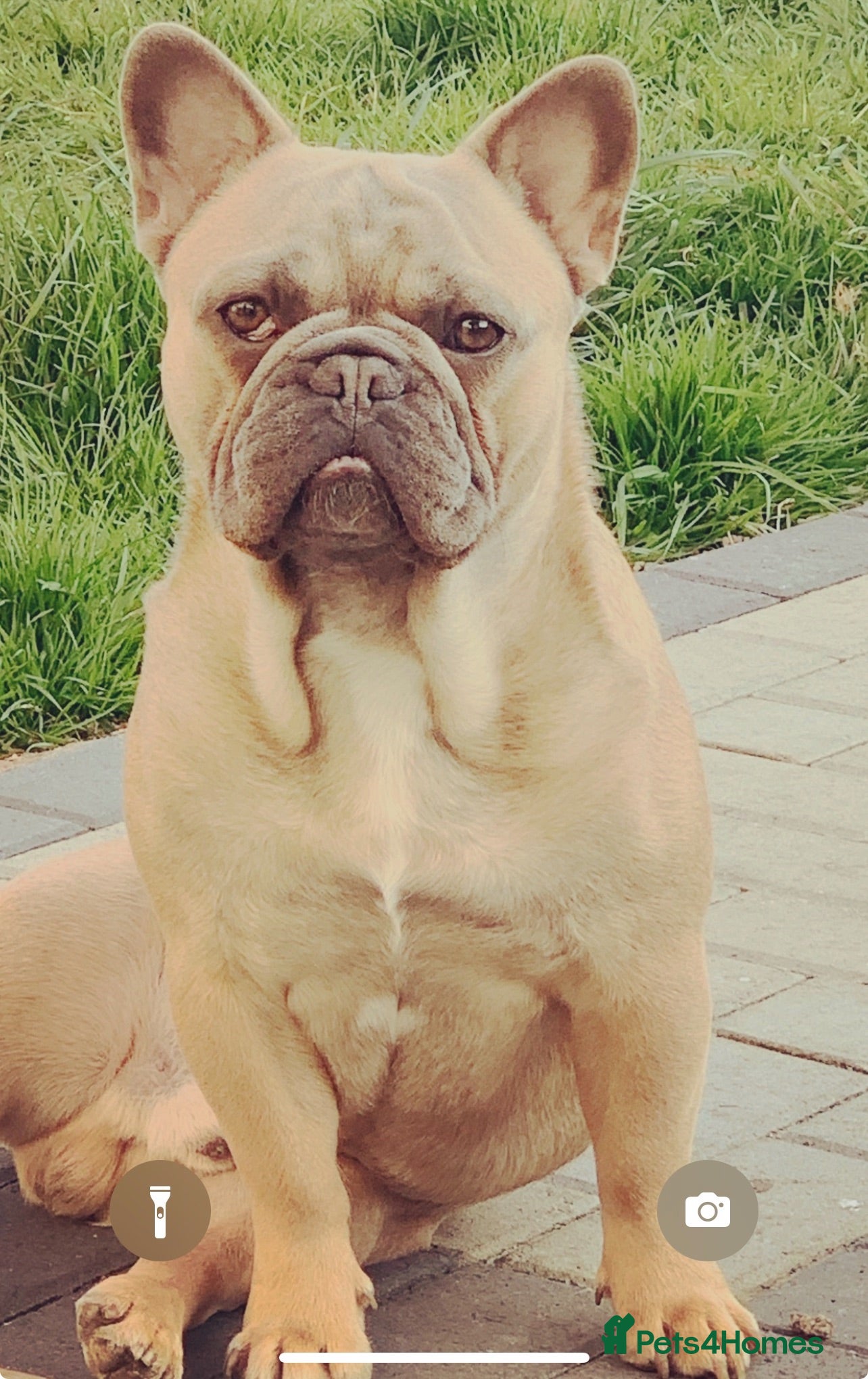 French Bulldog dogs Outstanding 5 Generation French Bulldog Stud - Advert 9
