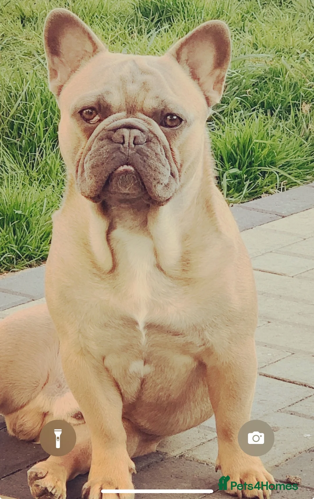 French Bulldog dogs for stud: Outstanding 5 Generation French Bulldog Stud in Coalville - Advert 1