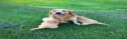 Golden Retriever dogs for sale: Golden Retriever puppies ready for sale in Morecambe - Advert 2