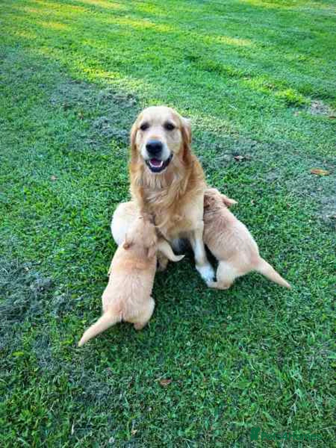 Golden Retriever dogs for sale: Golden Retriever puppies ready for sale in Morecambe - Advert 2