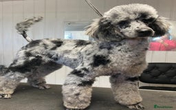 Labradoodle dogs for sale: HEALTH TESTED F1b Miniature labradoodle for SALE - Image 28