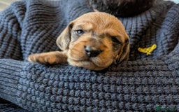 Dachshund dogs for sale: Standard Wirehaired Dachshund Puppies - Image 26