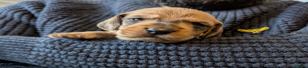 Dachshund Puppy 6