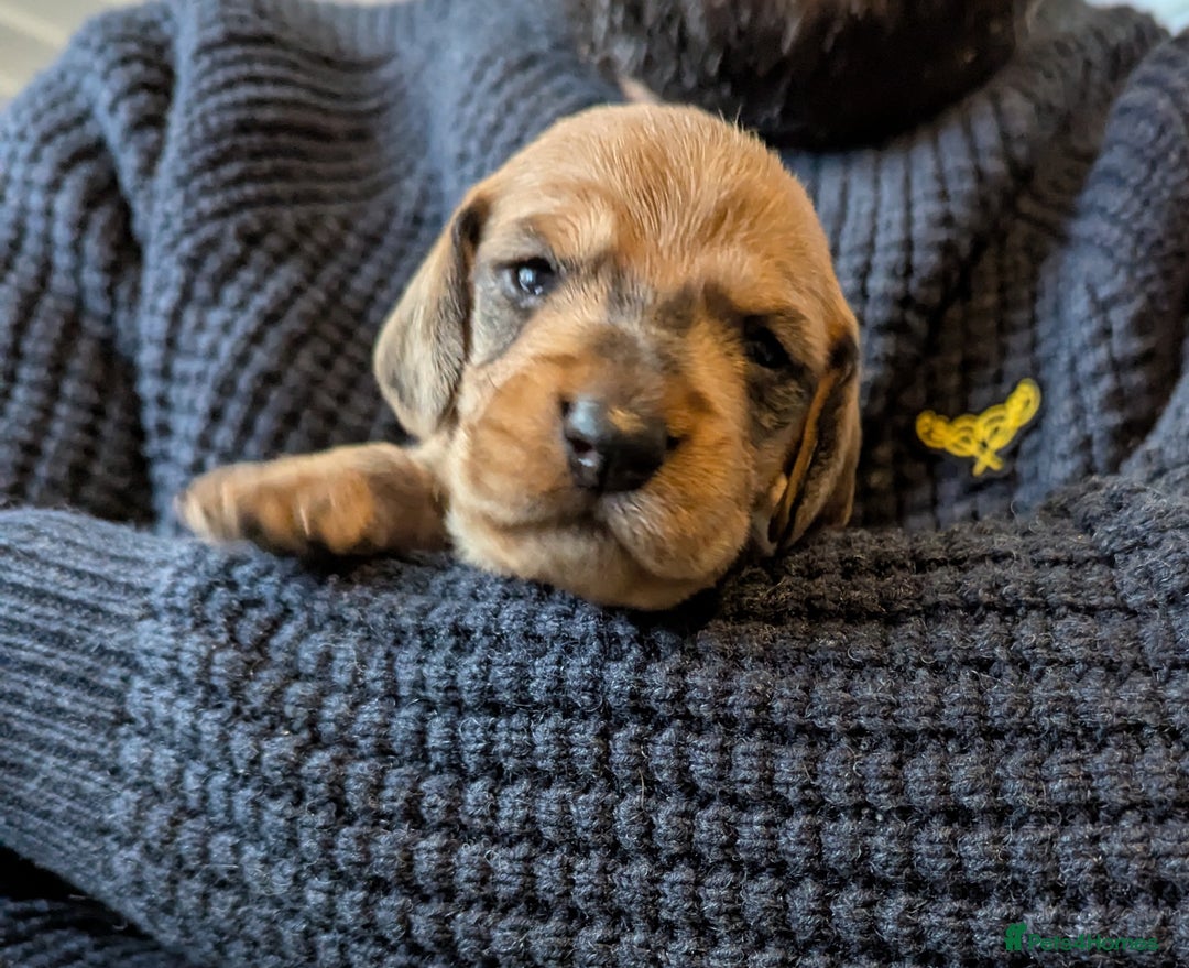 Dachshund dogs for sale: Standard Wirehaired Dachshund Puppies - Image 26