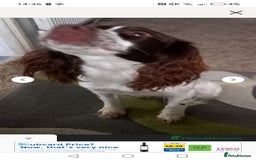 English Springer Spaniel dogs for sale: 2 year old springer - Image 3