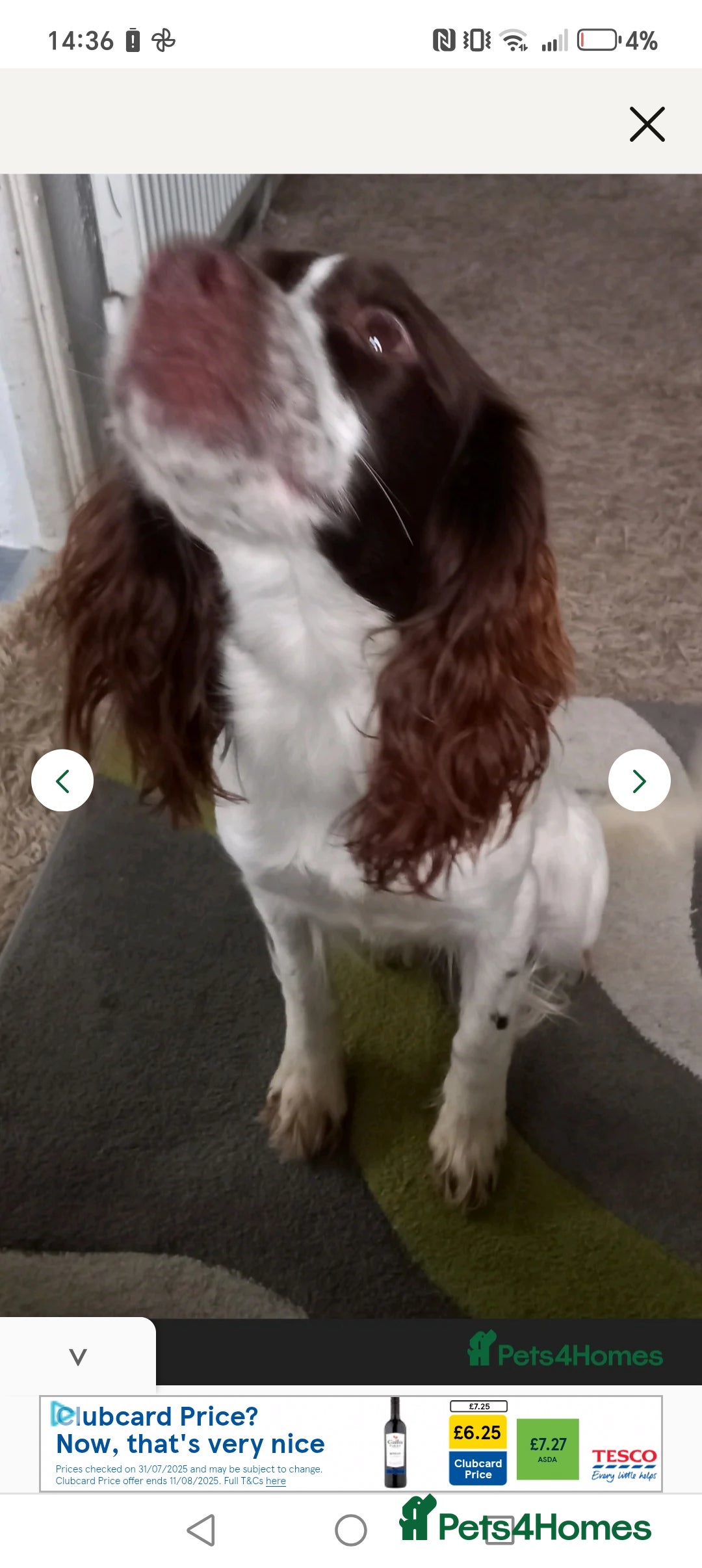English Springer Spaniel dogs for sale: 2 year old springer - Image 3