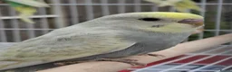 Mixed Breed birds for sale: Budgies for sale  - Advert 17