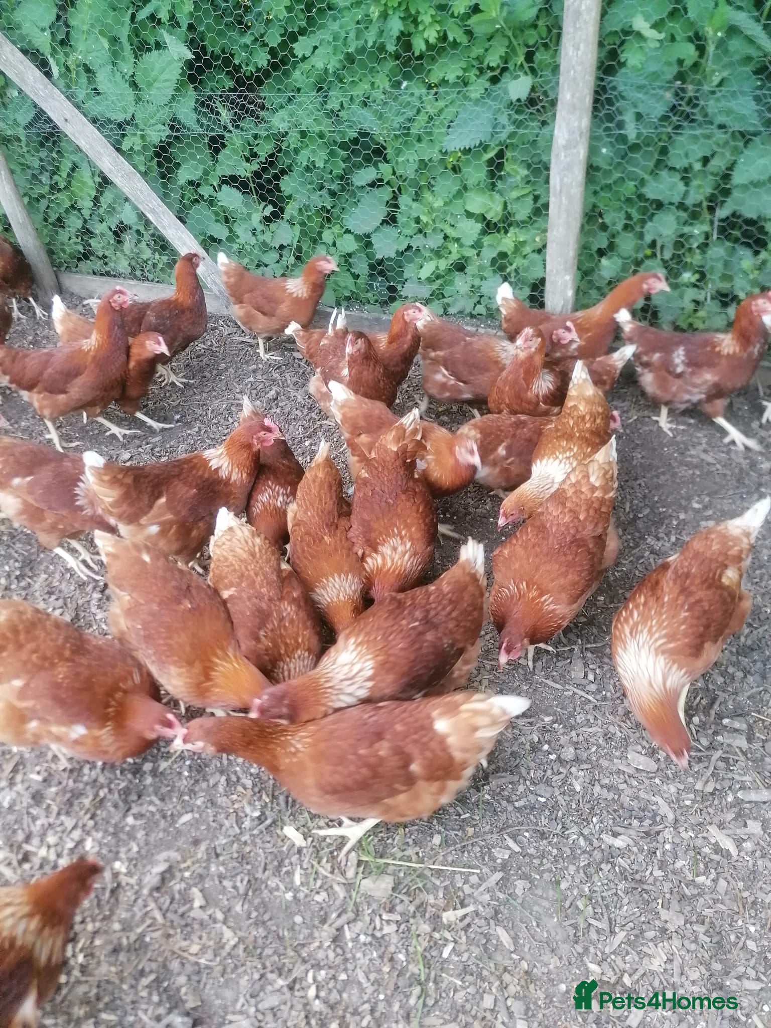 Chickens poultry Bovan Brown / Rangers - Advert 1