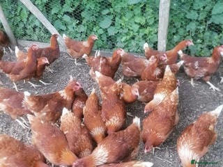 Chickens poultry Bovan Brown / Rangers - Advert 4