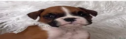Boxer dogs for sale: Beautiful boxer puppies  - Advert 2