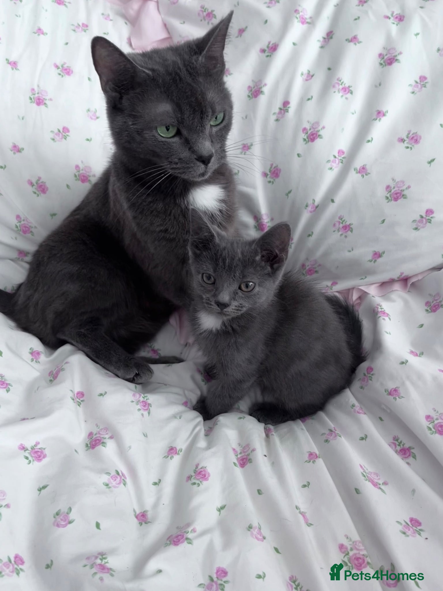 Russian Blue cats for sale: Female Blue Kitten  - Advert 10