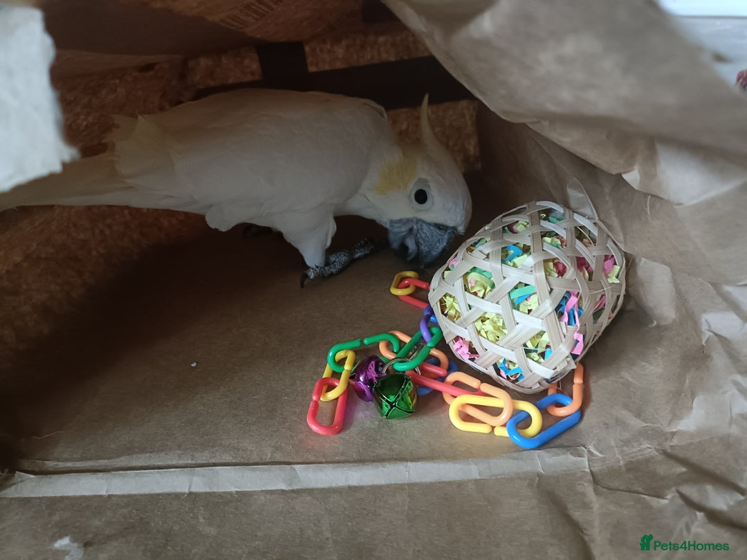 Cockatoo birds for sale: Cockatoo  - Advert 9