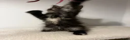 Maine Coon cats for sale: Beautiful Maine Coon Kittens - Advert 11