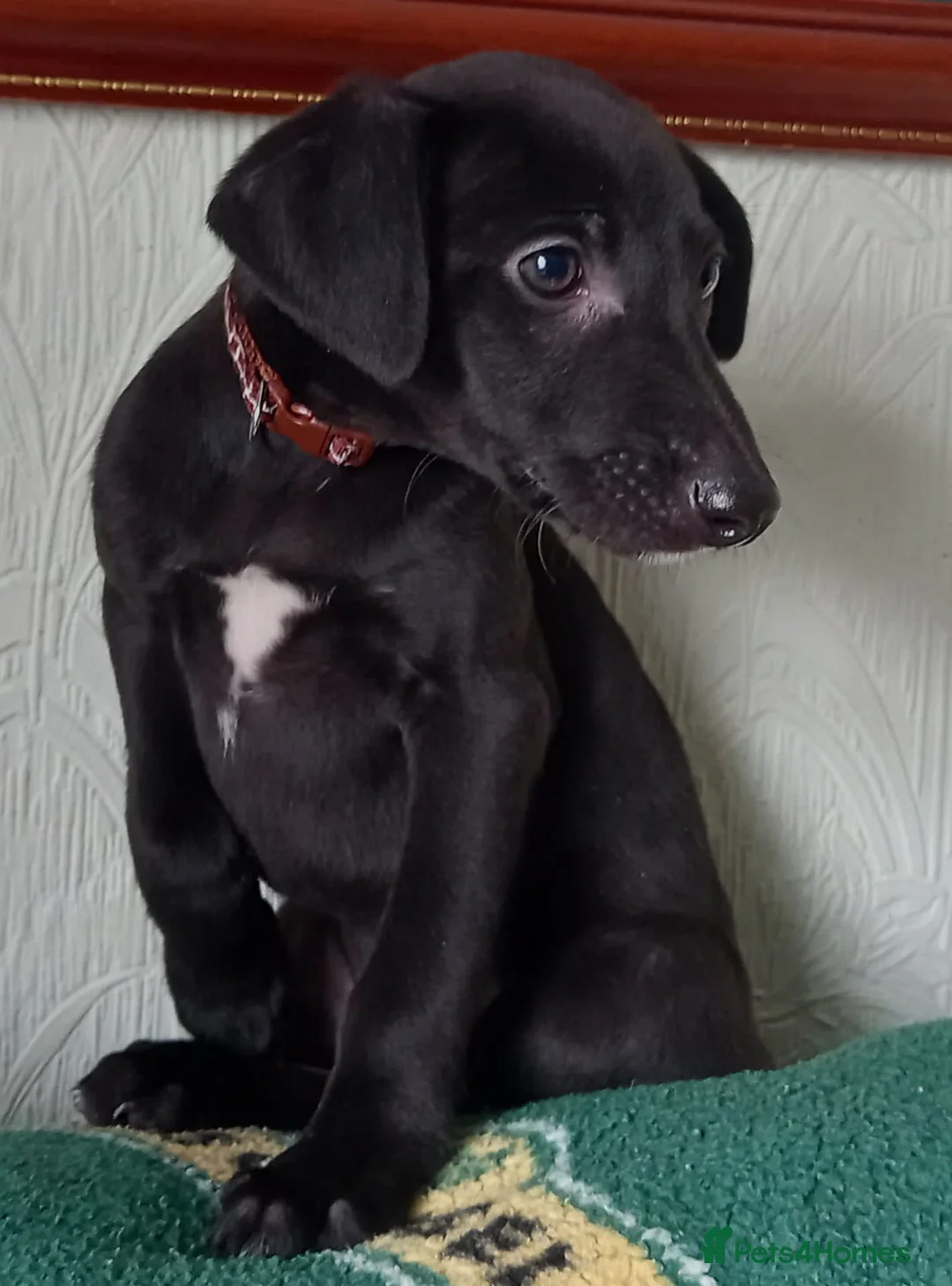 Mixed Breed dogs for sale: Bedlington whippet lurcher  in Richmond - Advert 2