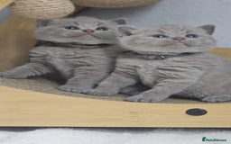 British Shorthair cats for sale: LAST GCCF British Shorthair Kittens Champion - Image 9
