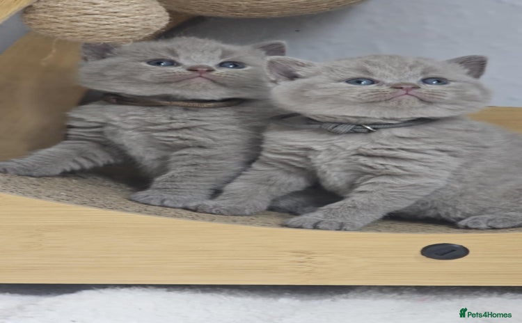 British Shorthair cats - Advert 3