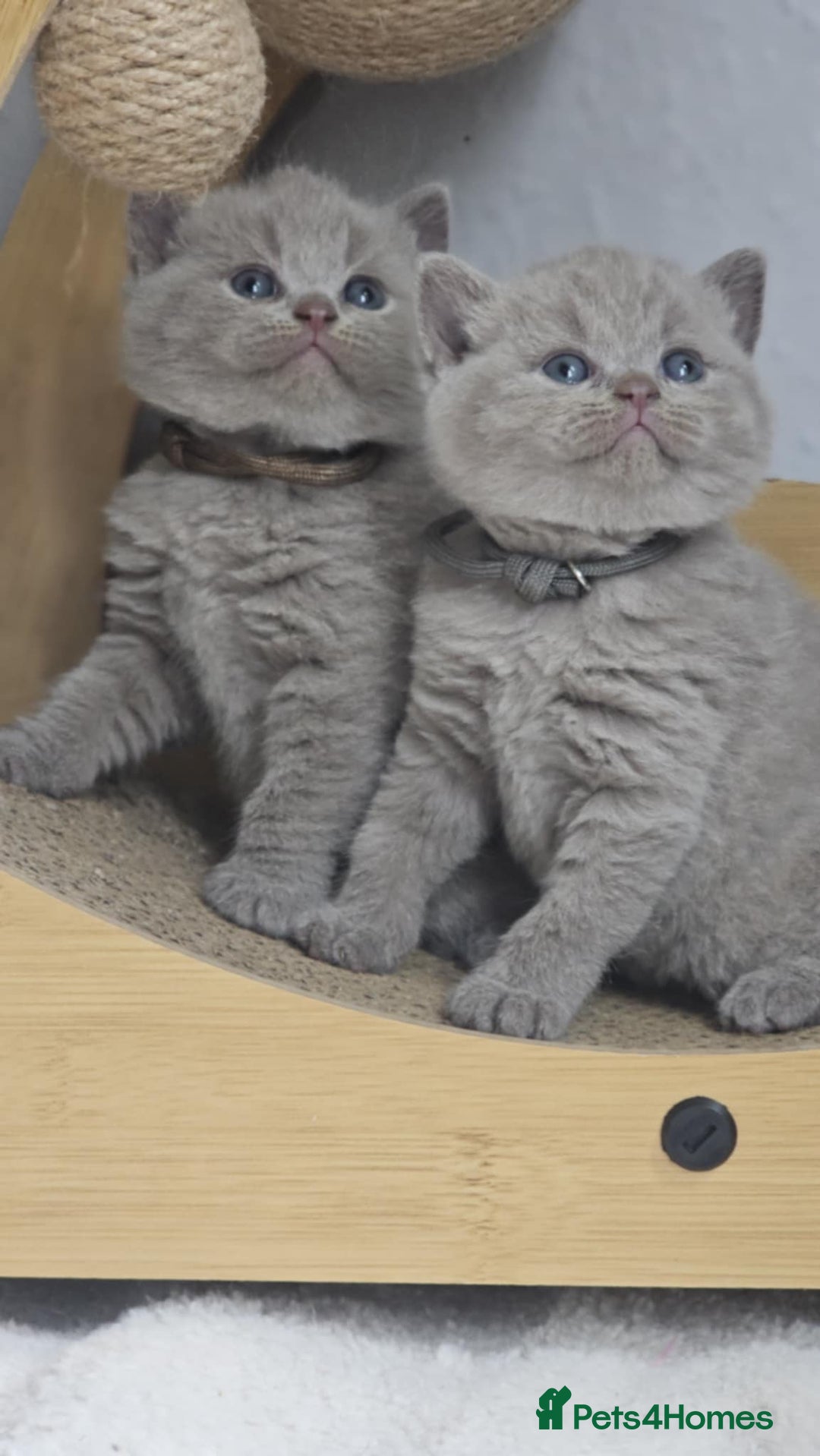 British Shorthair cats for sale: LAST GCCF British Shorthair Kittens Champion - Image 9