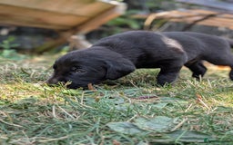 Labrador Retriever dogs for sale: Exceptional KC Labrador Puppies for Sale - Image 6