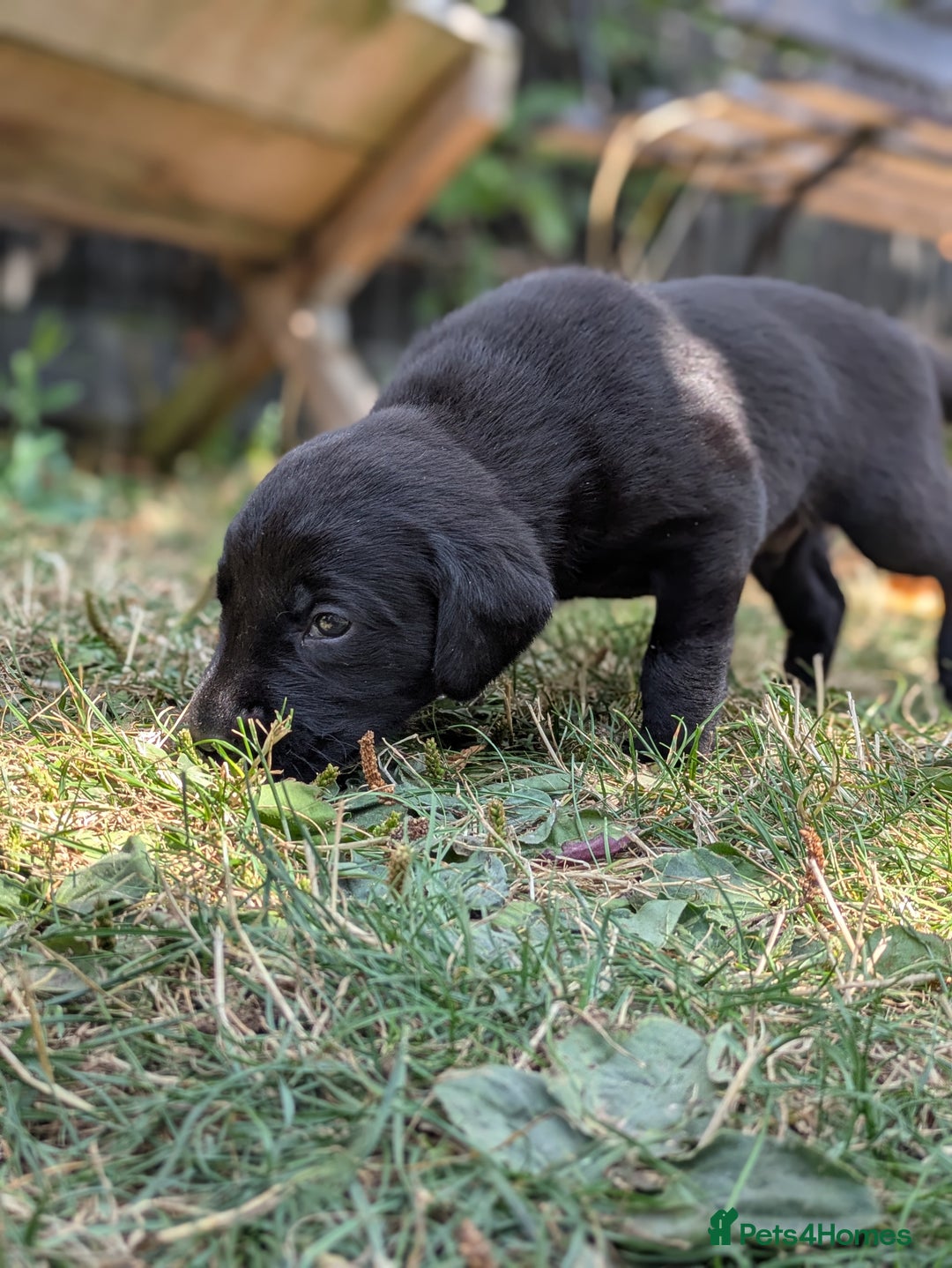 Labrador Retriever dogs for sale: Exceptional KC Labrador Puppies for Sale - Image 6