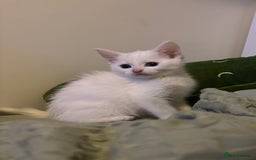 Maine Coon cats for sale: MAINE COON CROSS KITTENS - 1 POLYDACTYL  - Image 5