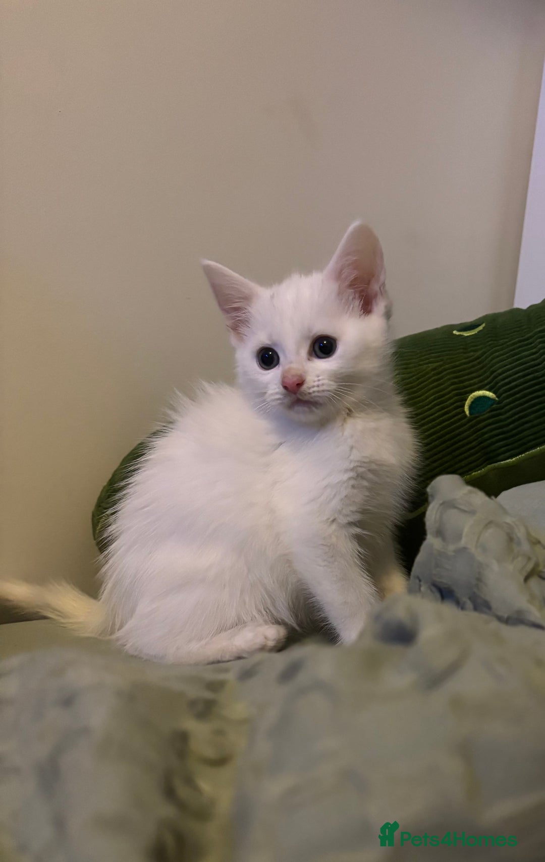 Maine Coon cats for sale: MAINE COON CROSS KITTENS - 1 POLYDACTYL  - Image 5