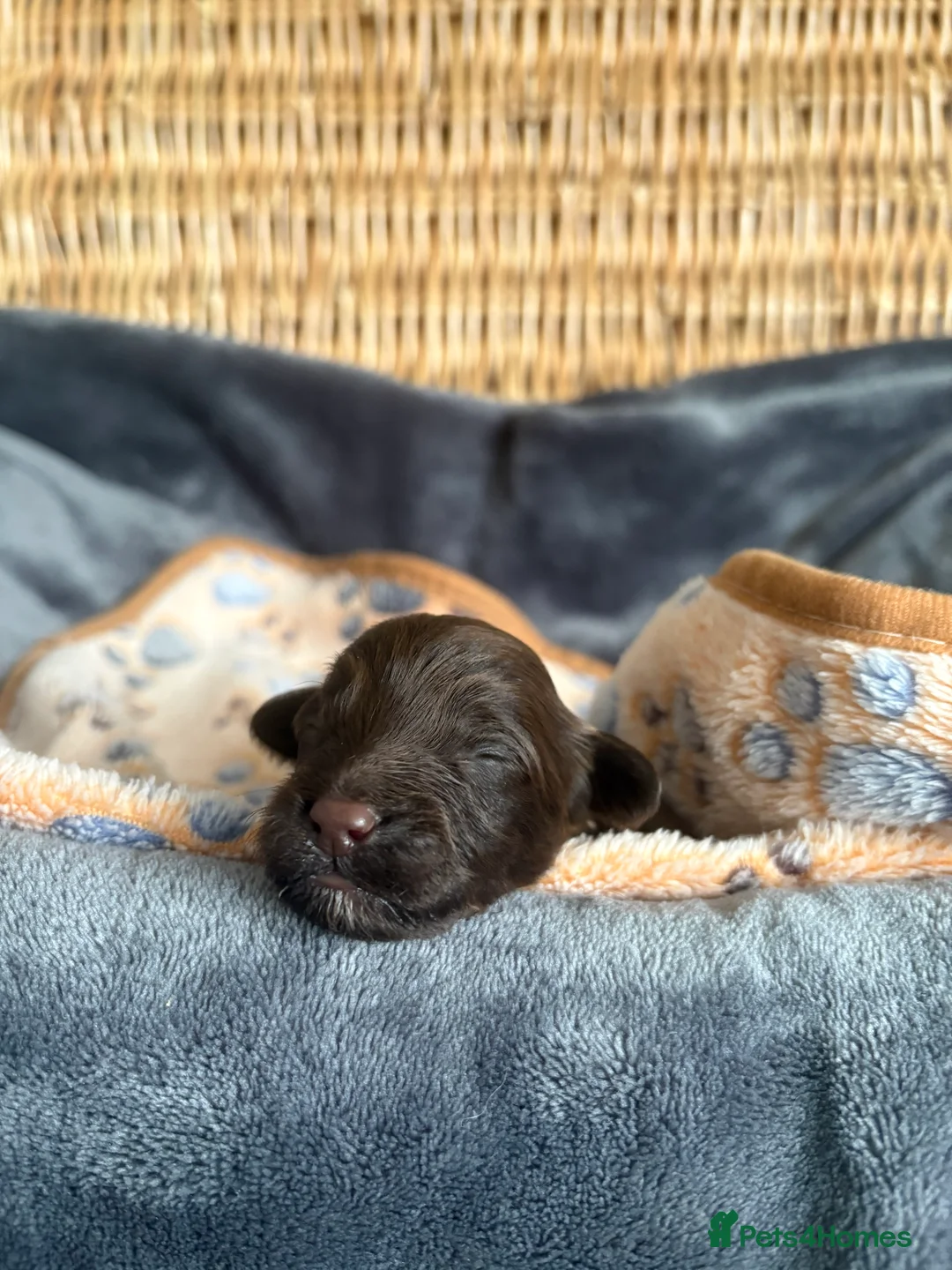 Cockapoo dogs for sale: Stunning F1B Cockapoo Puppies - Advert 10