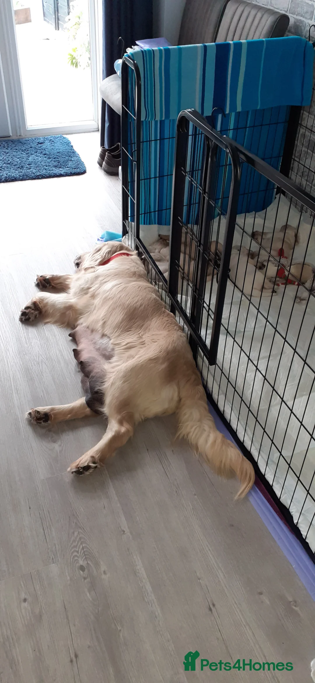 Golden Retriever dogs for sale: 4 female golden retriever pups - Advert 2