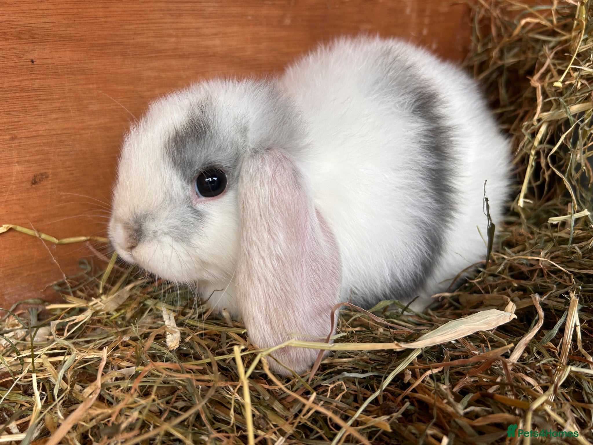 Mini Lop rabbits Pure Mini Lop babies  - Advert 2