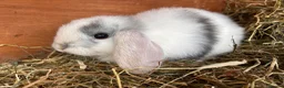 Mini Lop rabbits for sale: Pure Mini Lop babies  - Advert 2