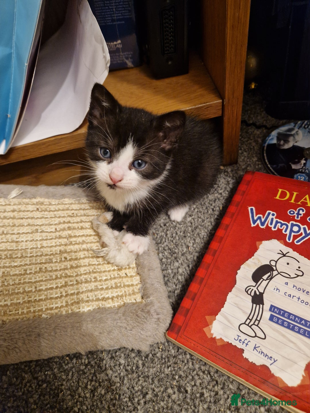 Mixed Breed cats for sale: Playful kittens looking for their furever homes  - Advert 19