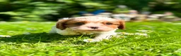 Cavalier King Charles Spaniel dogs for sale: KC. C.K.C.S from Champion Show Lines - Advert 24