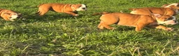 English Bulldog dogs for sale: 3 girls ready NOW *fully vaccinated, checked** - Advert 8
