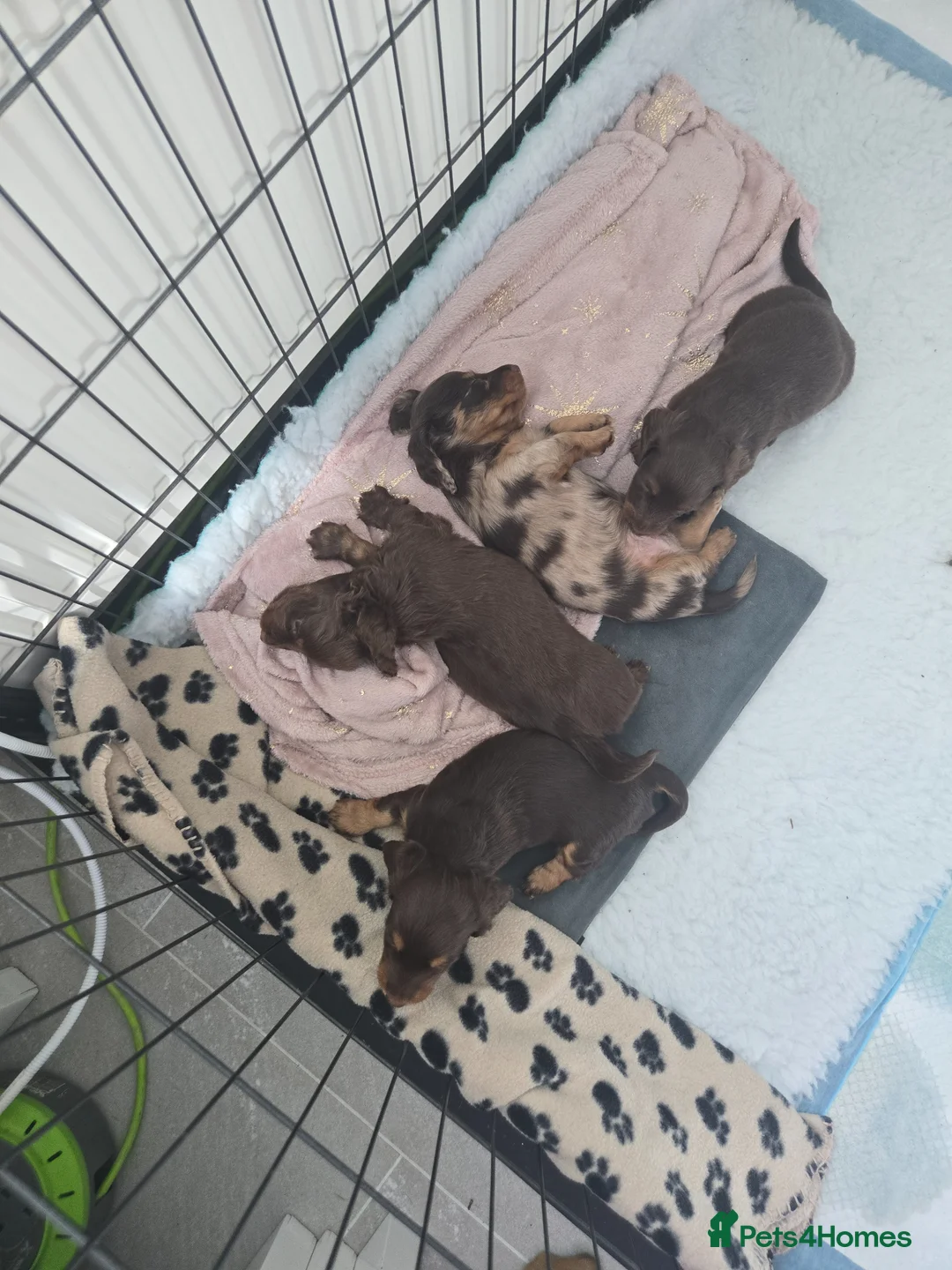 Miniature Dachshund dogs for sale: Longhaired Miniature Dachshund puppies in Sudbury - Advert 6