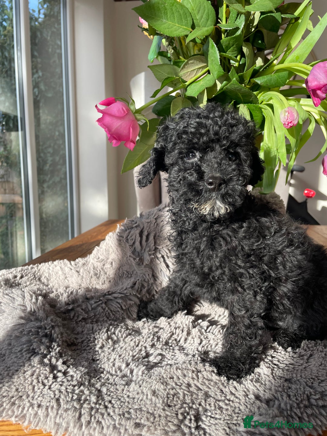Mixed Breed dogs for sale: 🌟🌟Stunning Australian Cavapoo Puppies 🩷💙 m - Advert 4