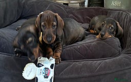 Dachshund dogs for sale: KC standard wire haired dachshund puppies (teckel) in Tiverton - Image 30