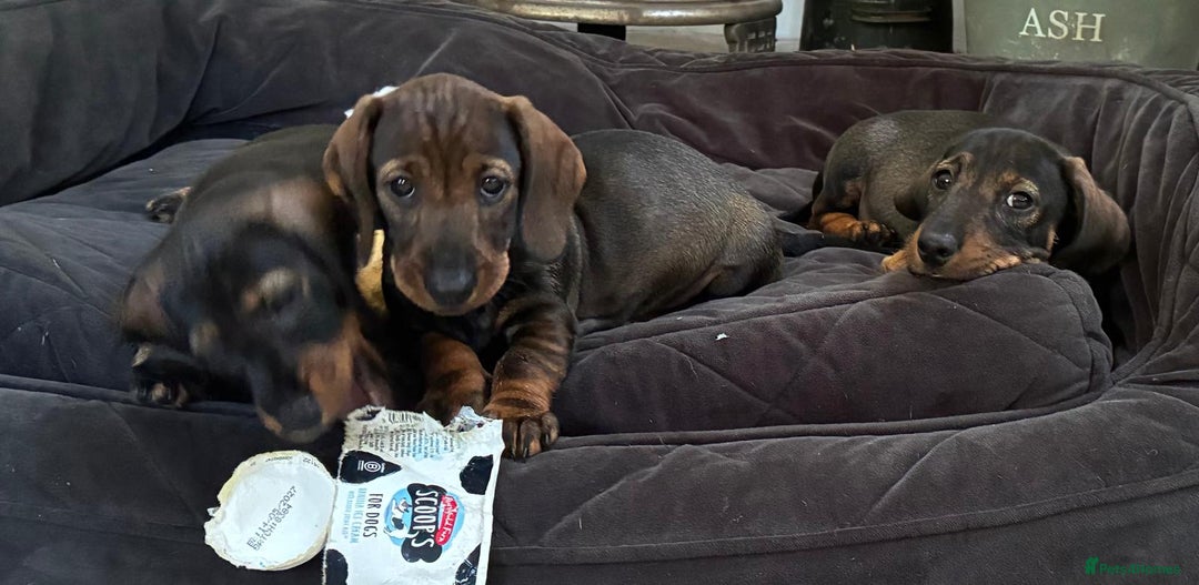 Dachshund dogs for sale: KC standard wire haired dachshund puppies (teckel) in Tiverton - Image 30