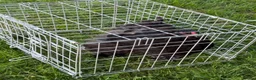 Chickens poultry for sale: Pair of brahmas - Advert 34