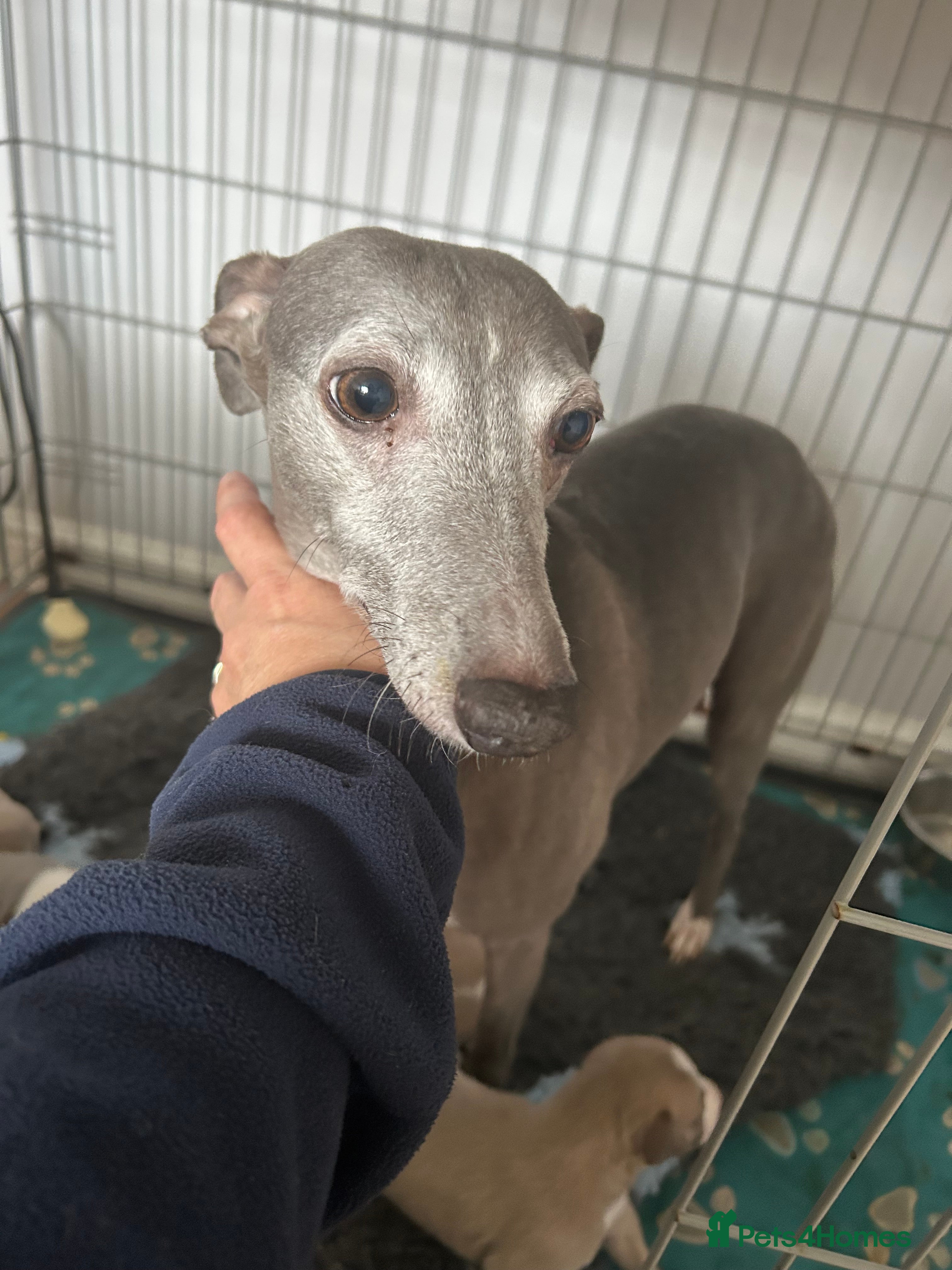 Whippet dogs Stunning whippets - Advert 2