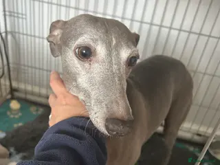 Whippet dogs Stunning whippets - Advert 2